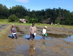 Bhabinkamtibmas Turun Sawah, Bantu Warga Desa Binaannya