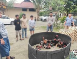 Tiga Warga Diamankan Saat Gerebek Sabung Ayam di Tatanga