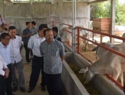 Bantuan Sapi ke Untad Senilai Rp 1 M Tak Ada Hasil, Rektor Bungkam