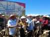 Sulteng Ikut Panen Raya Nasional, Hasilkan 563 Ton Jagung