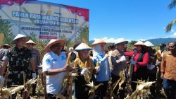 Sulteng Ikut Panen Raya Nasional, Hasilkan 563 Ton Jagung