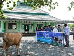 Rayakan Idul Adha, PT BTIIG Bagikan Hewan Kurban ke 8 Desa di Morowali