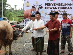Momen Idul Adha: Polres Morowali Salurkan 30 Ekor Sapi dan 2 Kambing ke Masyarakat