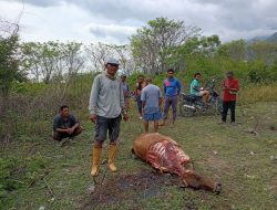 Jejak Kasus Mutilasi Sapi Terulang Lagi di Ulujadi