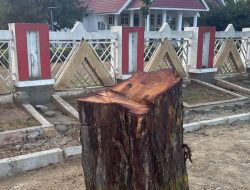 Pohon Peneduh Depan Rujab Gubernur Sulteng Ditebang, Anwar Hafid Cari Pelaku