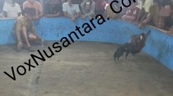 Arena Sabung Ayam Petobo Marak Lagi, Warga Minta Polisi Sikat Habis