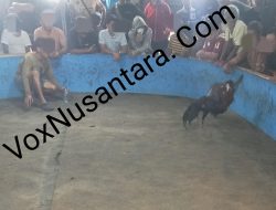 Arena Sabung Ayam Petobo Marak Lagi, Warga Minta Polisi Sikat Habis